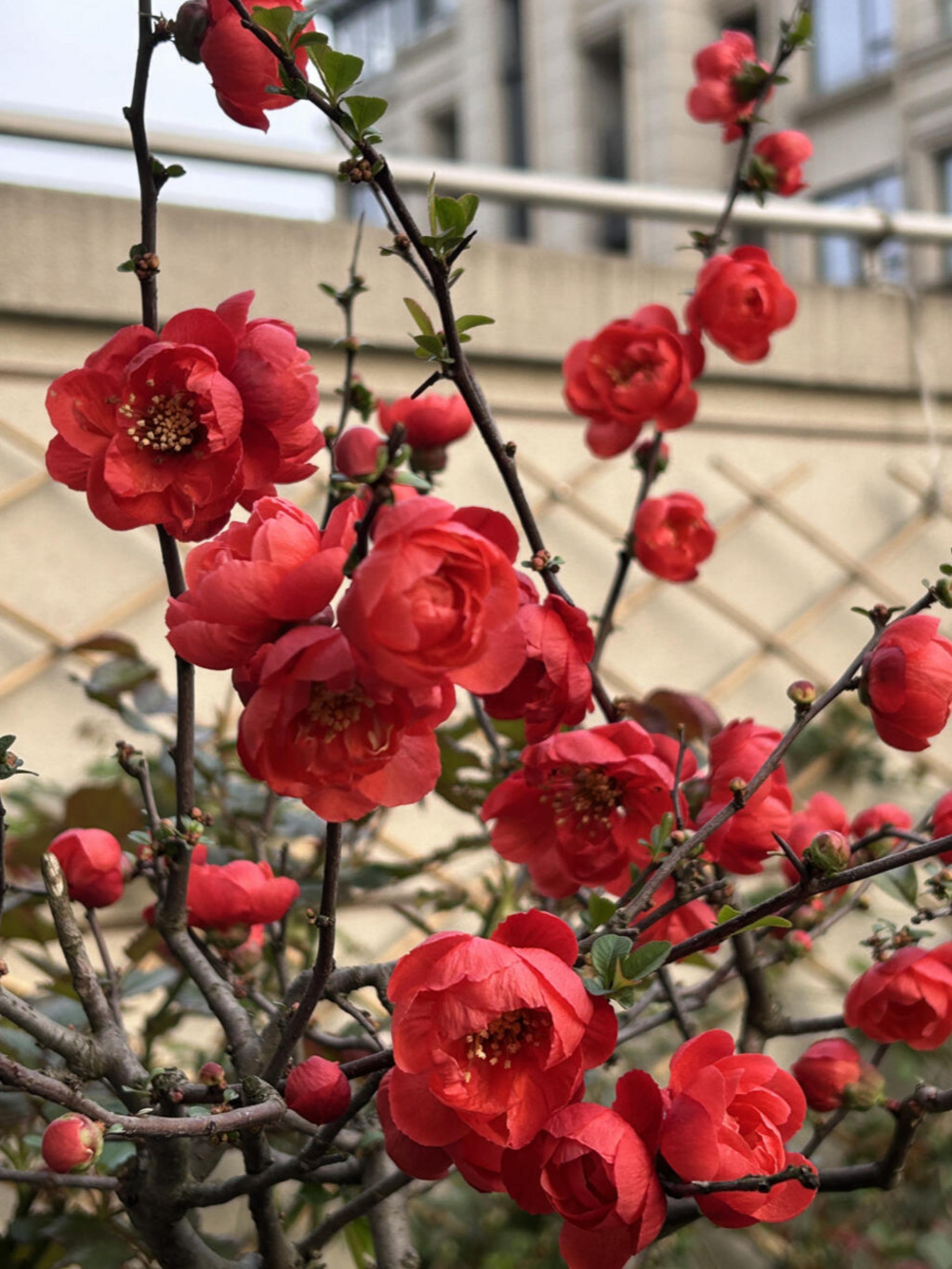Japanese Flowering Quince ‘Red Rose Promise’ Live Plant 2 Gal Chaenomeles Bonsai