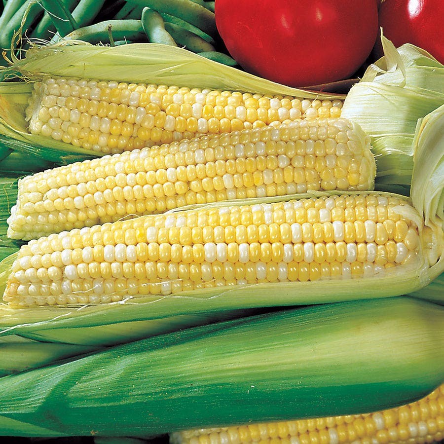 Ambrosia Hybrid Bicolor Sweet Corn Seeds Free Shipping!
