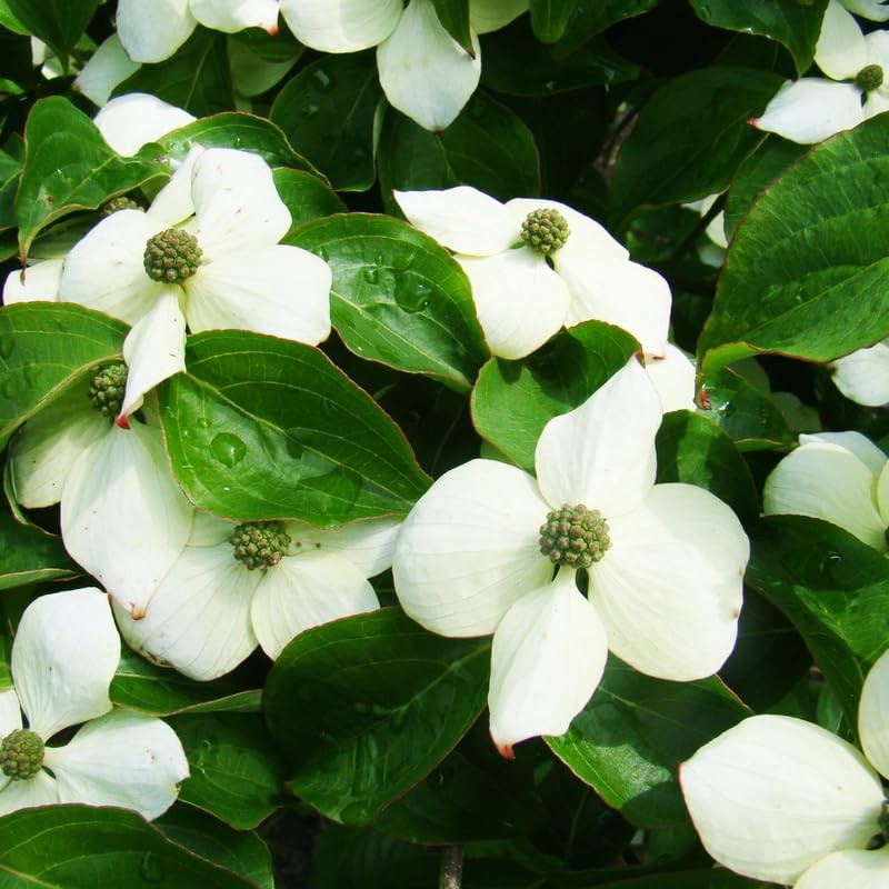 White Dogwood Trees Live Plant 6-12 Inch in 4″ Pot, White Flowering Shrubs