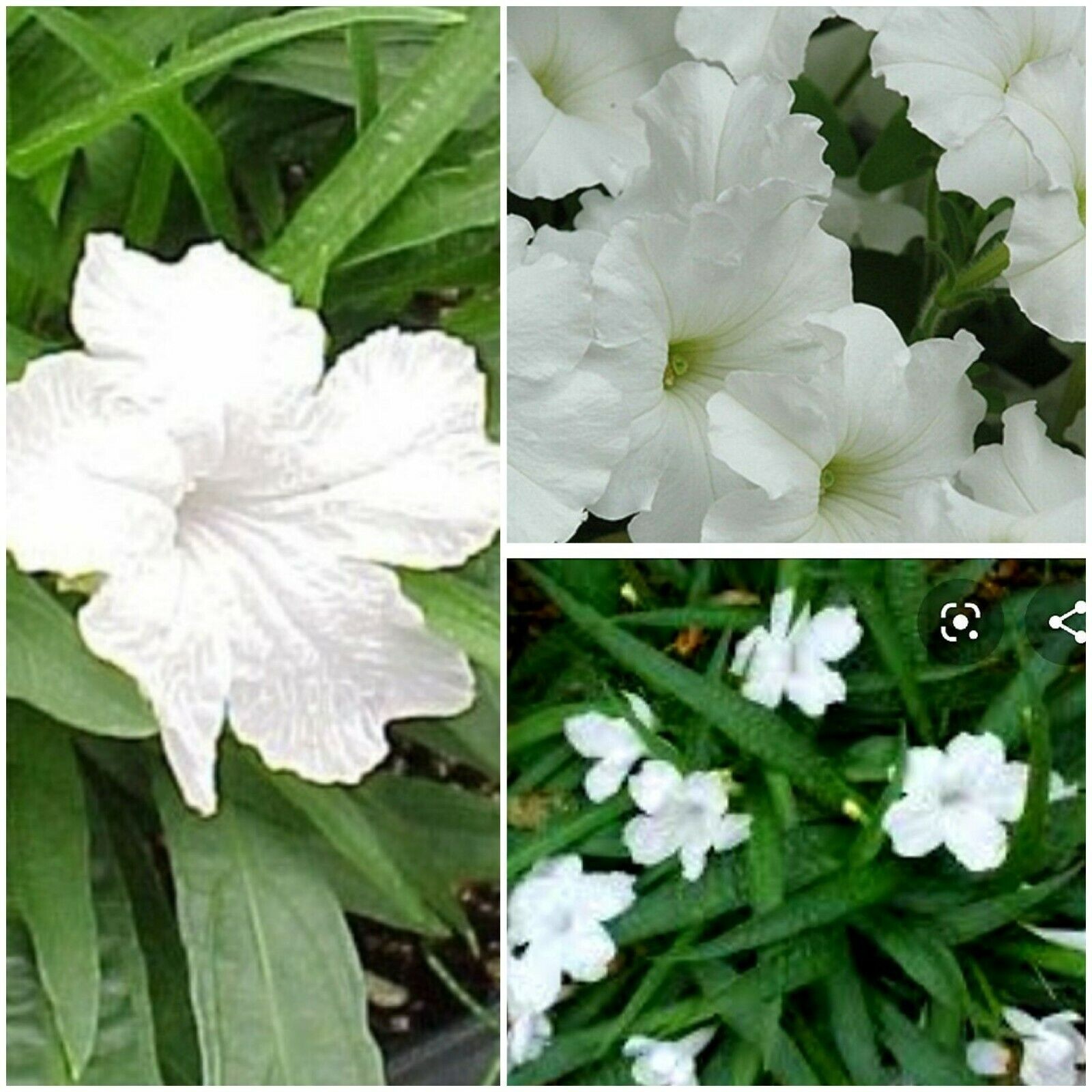 White Mexican Petunia/ Ruellia (6) Live potted plants with roots