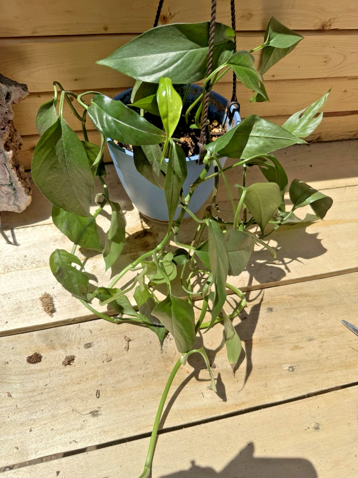Baltic Blue Pothos – 3 x 1 Leaf 1 Node Cuttings, Ships in Moss – Quick Grower