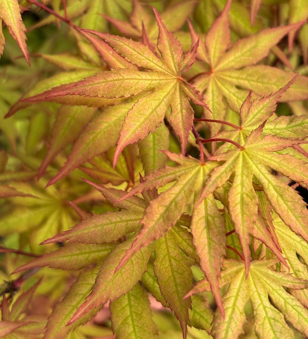 Acer palmatum ‘Nebula’ (Nebula Japanese Maple)
