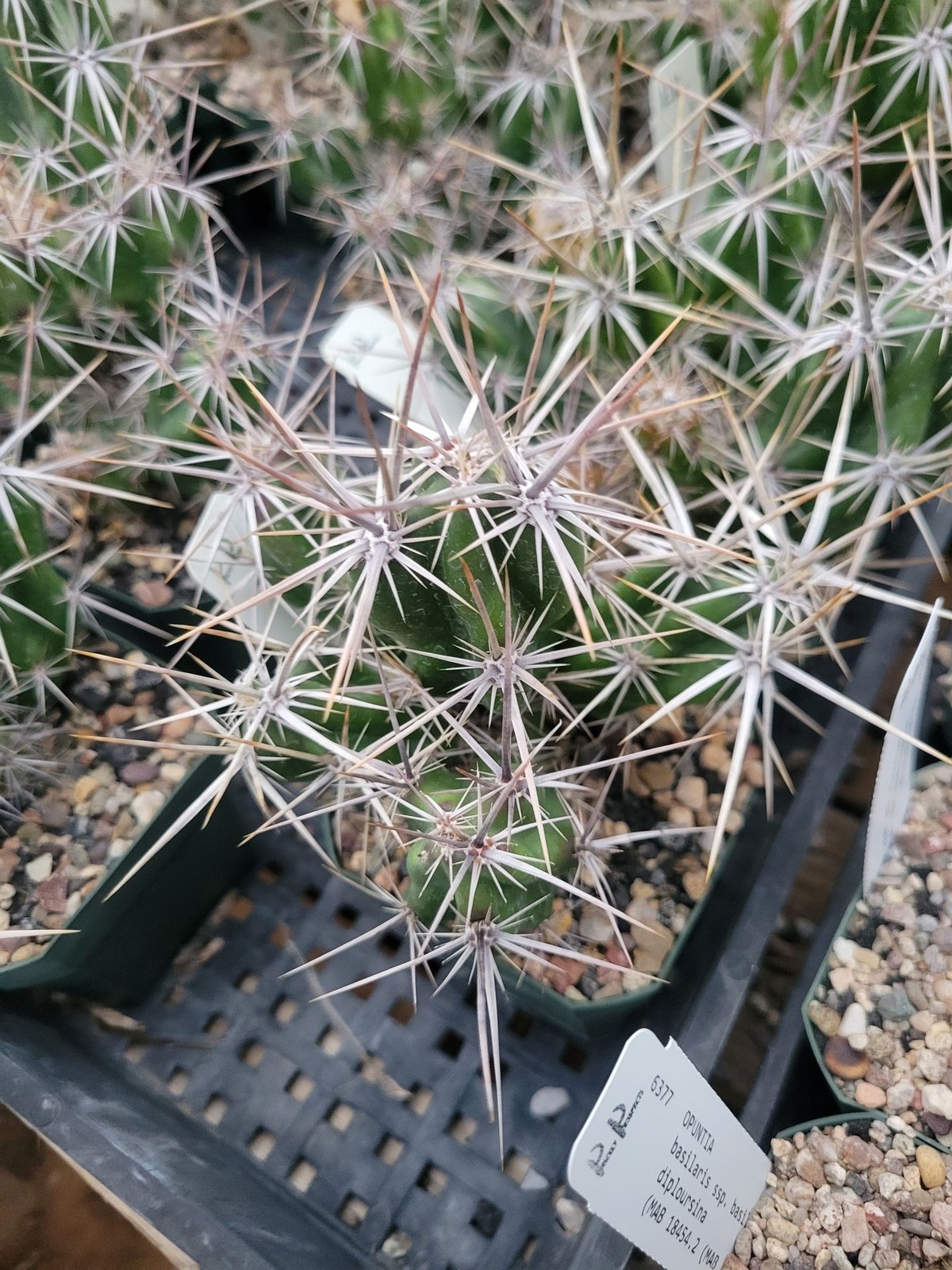 Grusonia invicta (see description) (cactus – succulent – plant)