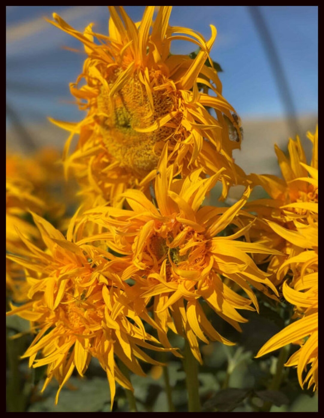 Just Crazy Sunflower Seeds Free Shipping!