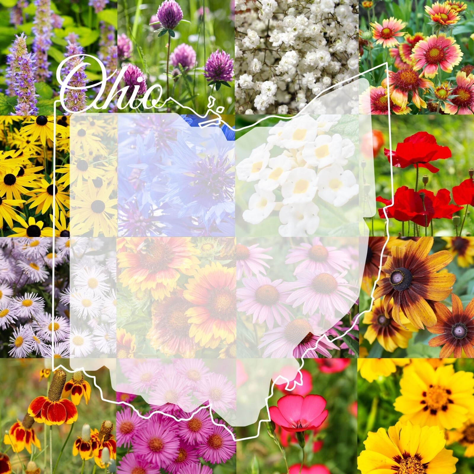 1/4LB Ohio Bulk Wildflower Seed Mix 1lb Covers 2,000sq-ft
