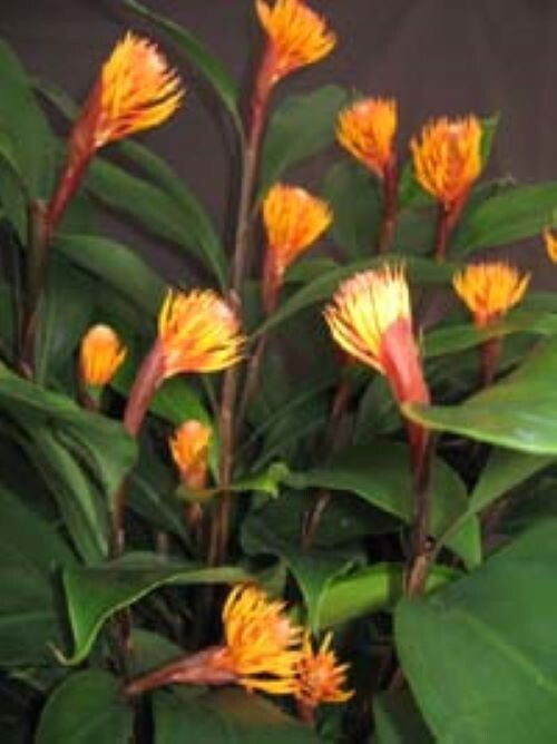 Golden Brush Dwarf Ginger – Burbidgea schizocheila- SMALL ROOTED STARTER Plant