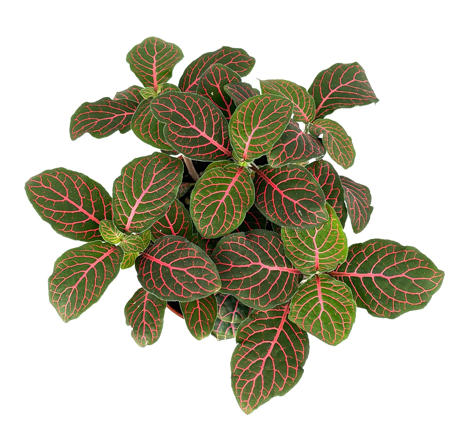 Red Nerve Plant Fittonia Live Potted House Plants Air Purifying