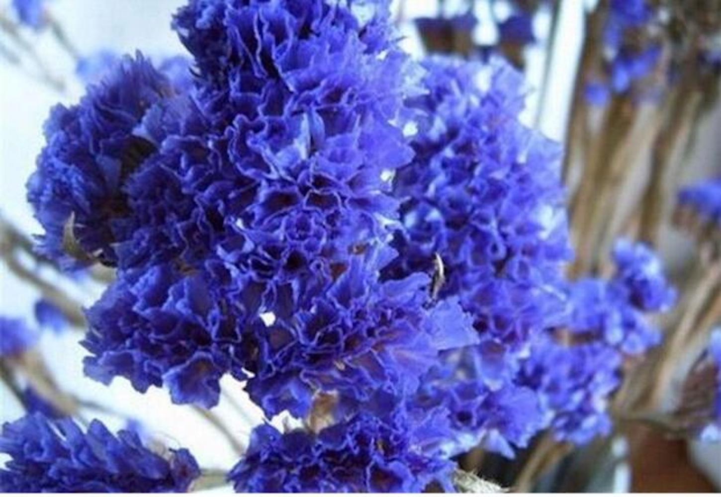20 SEEDS CRAPE/CREPE MYRTLE flowering bloom tree bush rare exotic plant garden