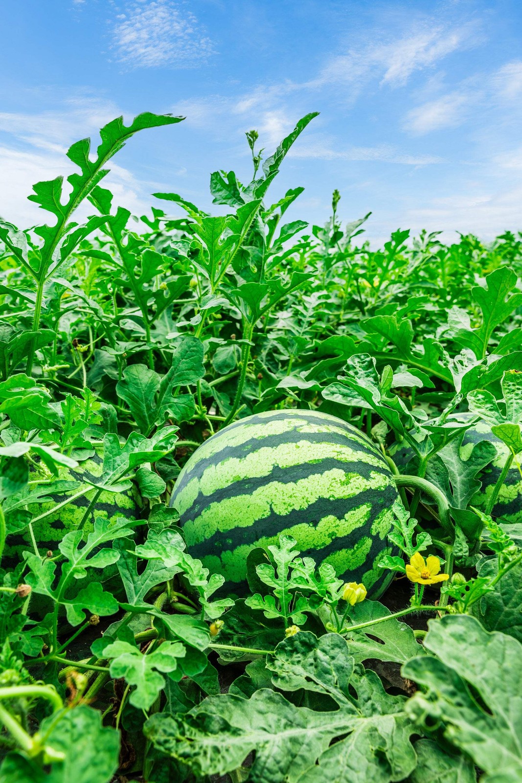 50 TENDERSWEET ORANGE WATERMELON Citrullus Lanatus Fruit Melon Seeds