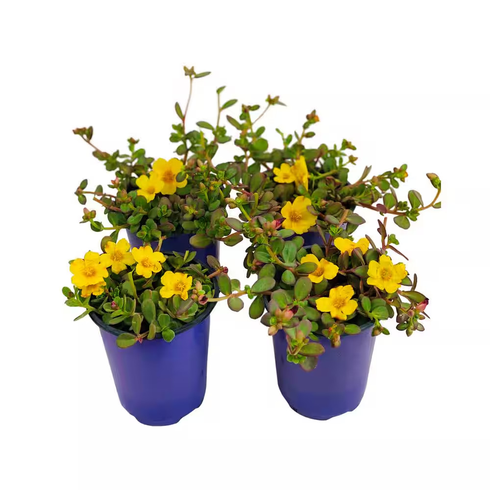 1.38 Pt. Purslane Plant Yellow Flowers in 4.5 In. Grower’S Pot (4-Plants)