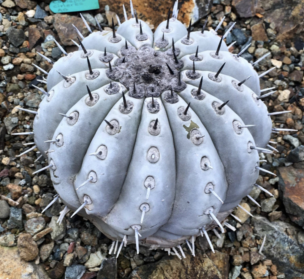 Copiapoa Species Mix 10 Seeds Free Shipping!