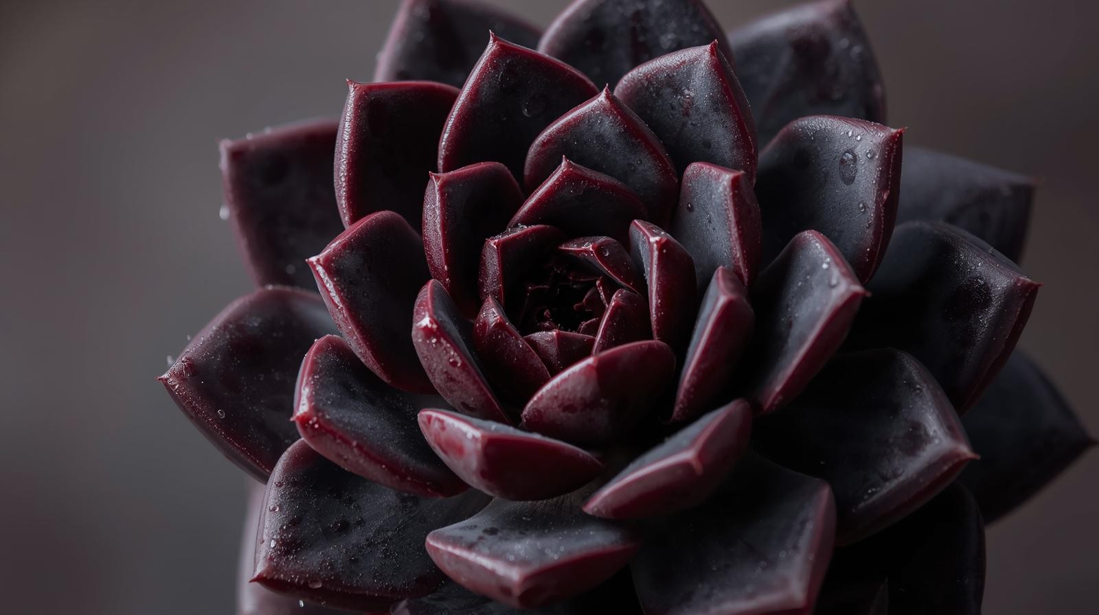 Echeveriaaffinis Black Knight