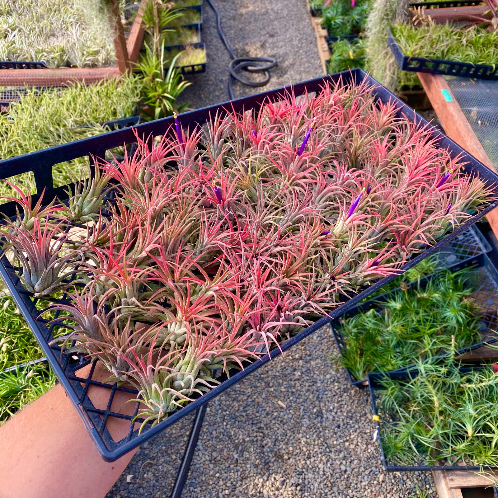 Ionantha Red Air Plant (Beautiful Deep Red Color Tillandsia)