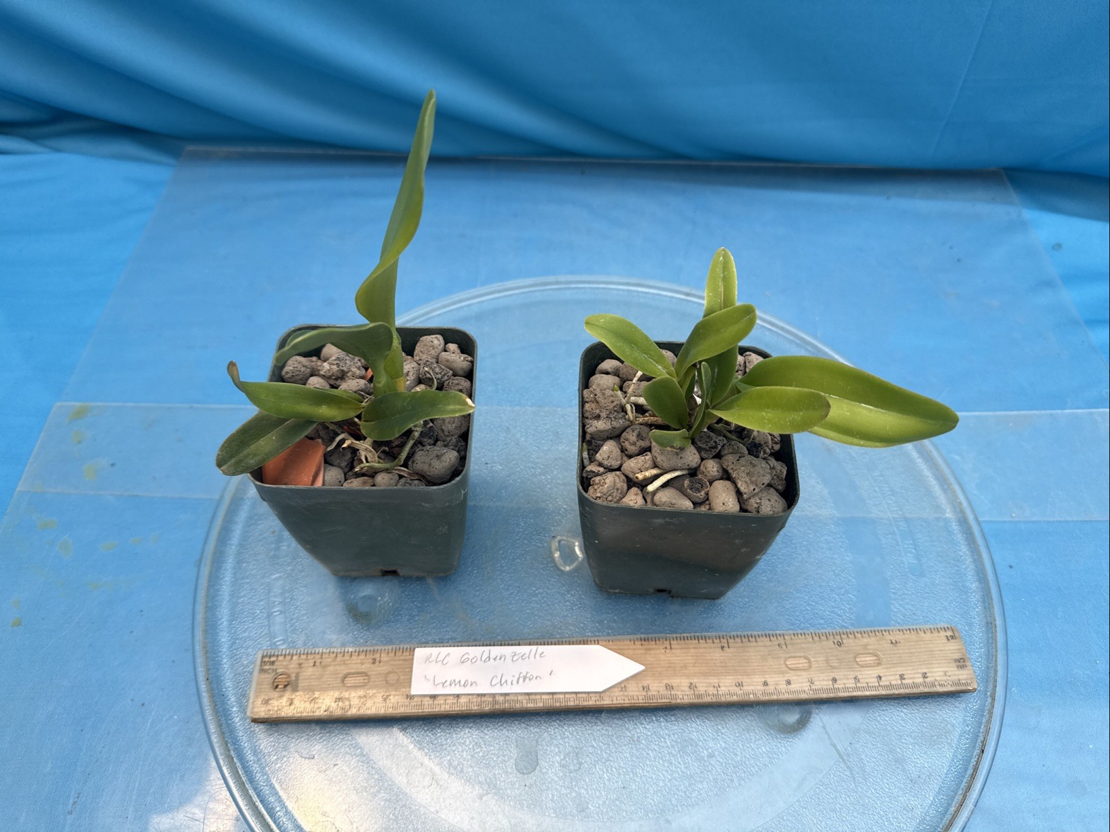 Cattleya Rlc Goldenzelle ‘Lemon Chiffon’ Fragrant Yellow Orchid Hybrid 4” RePot