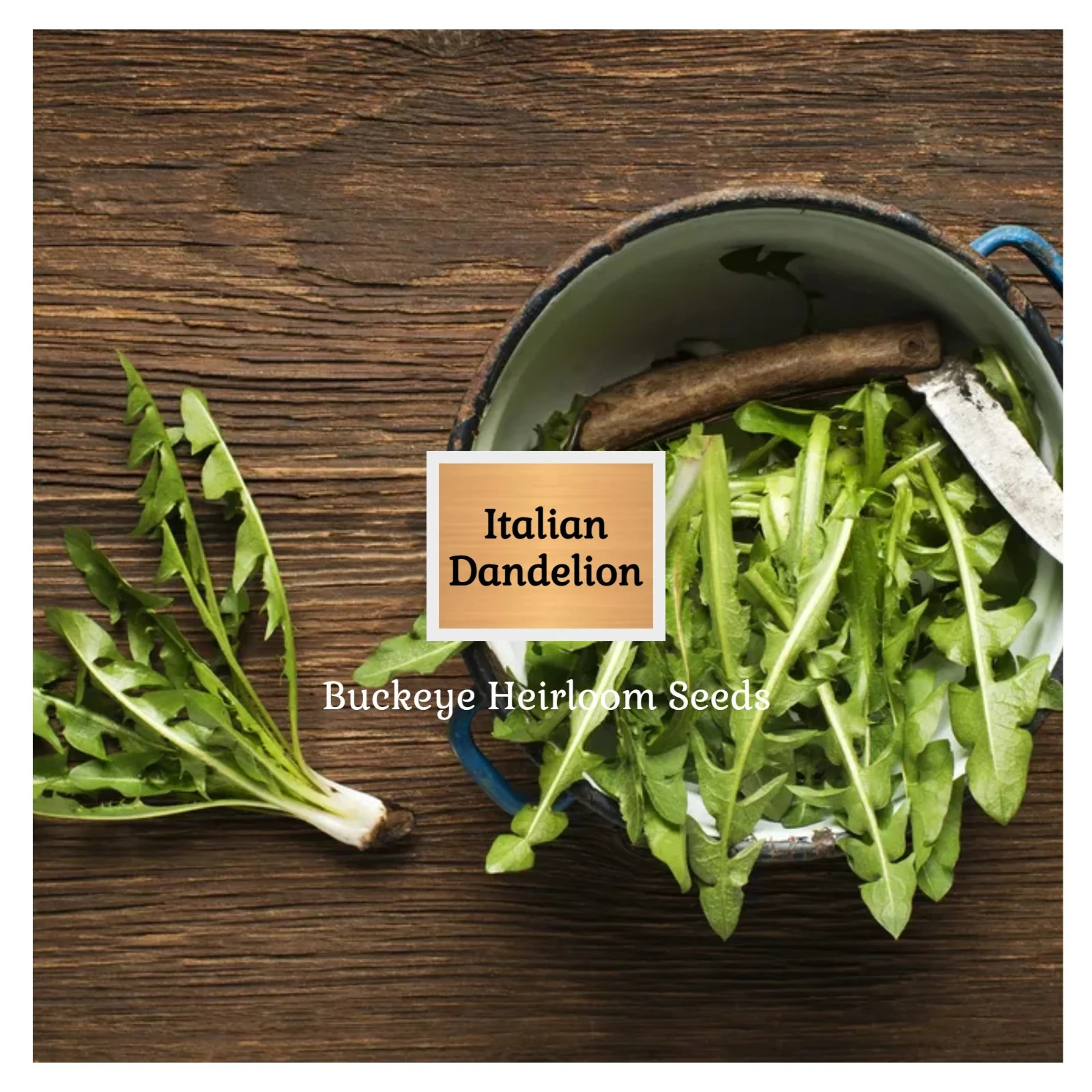Italian Dandelion | Seeds | Culinary Seed | GMO Free | Italian Dandelion