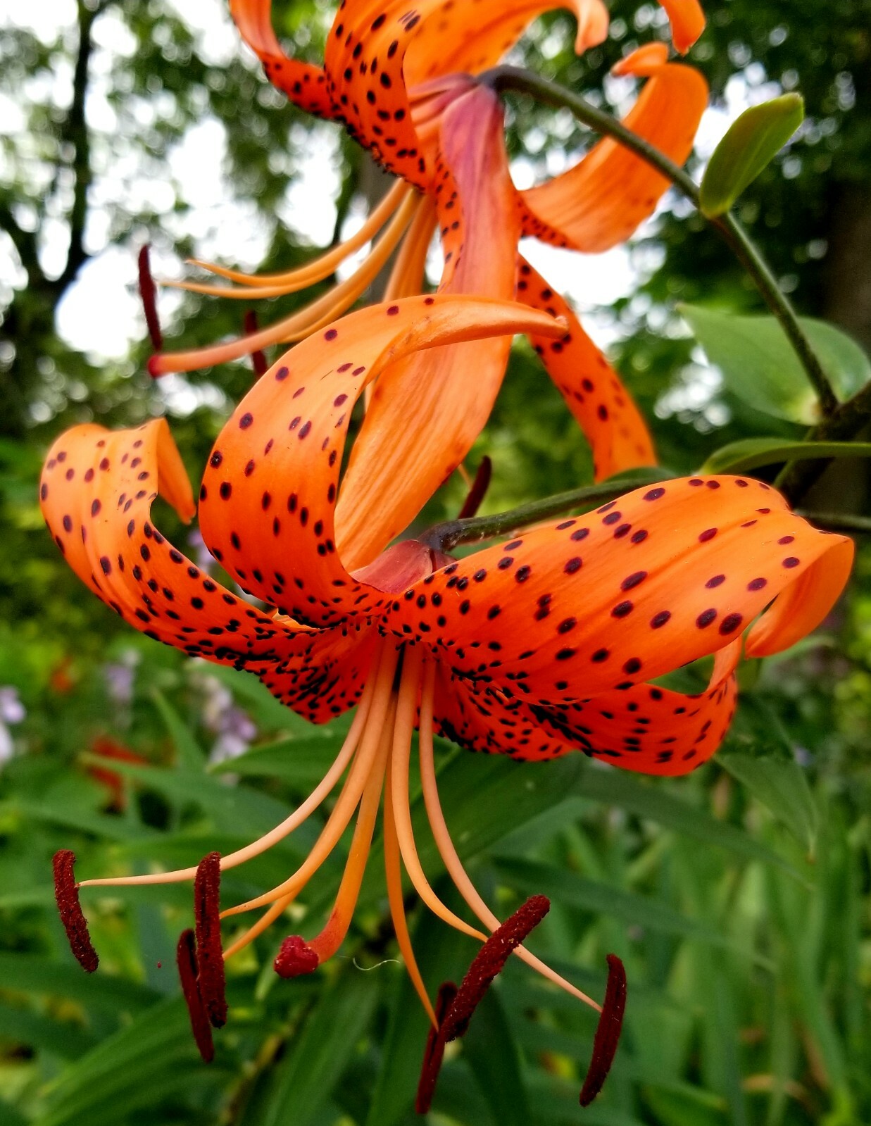 25 Fresh Tiger Lily Lancifolium Bulbils Organic Iowa Grown Lot of 25 Bulbils
