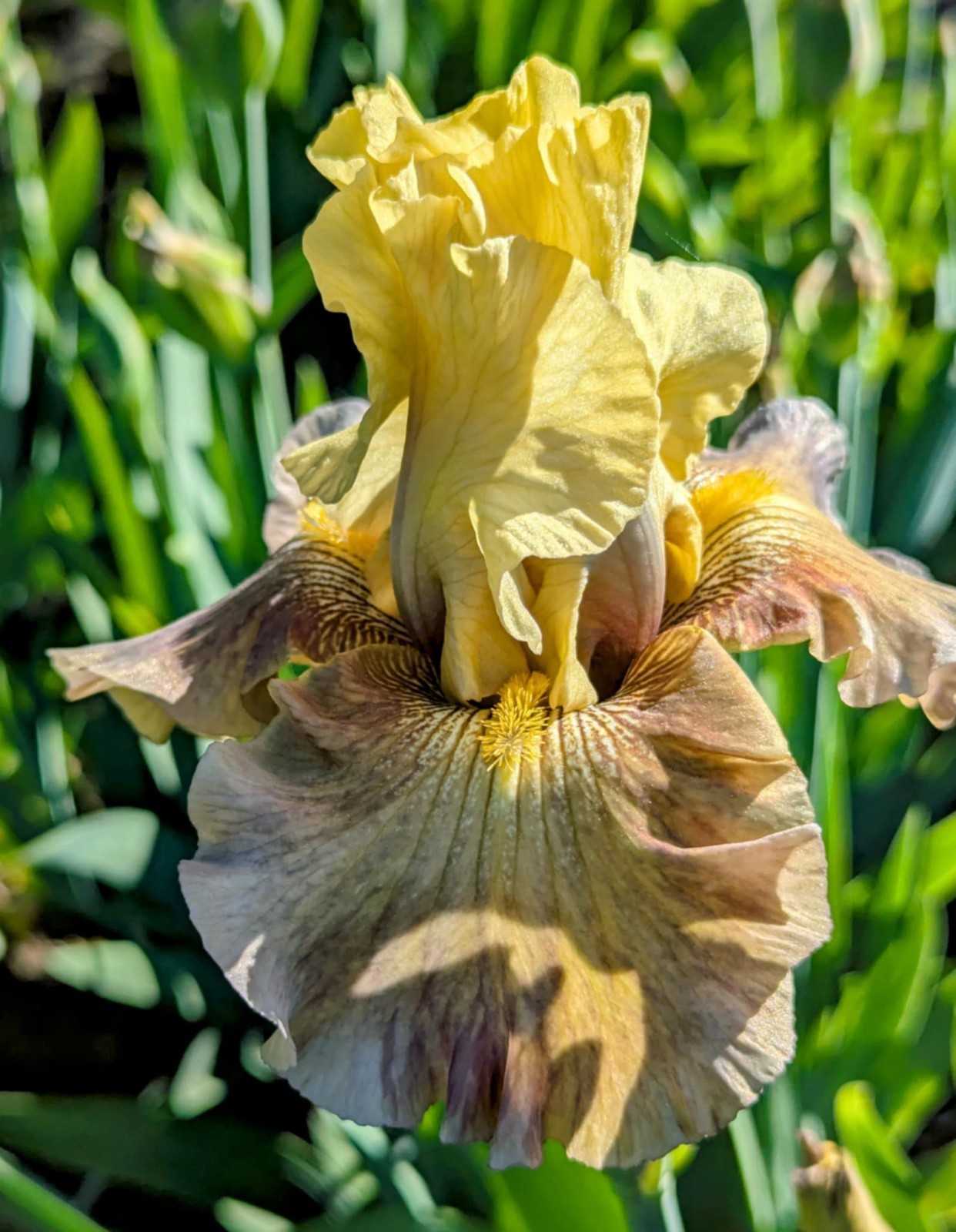 ‘Misty Ridge’ Tall Bearded Iris Rhizome PRE-SALE to Ship Aug/Sept