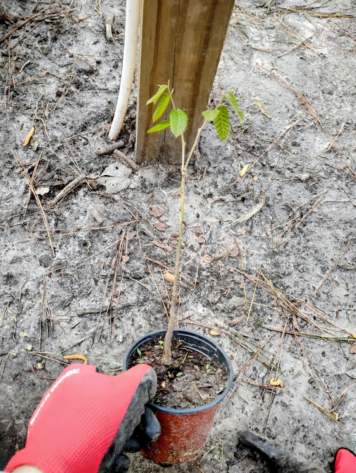 Chinese Chestnut Tree, 1 Quart Pot.