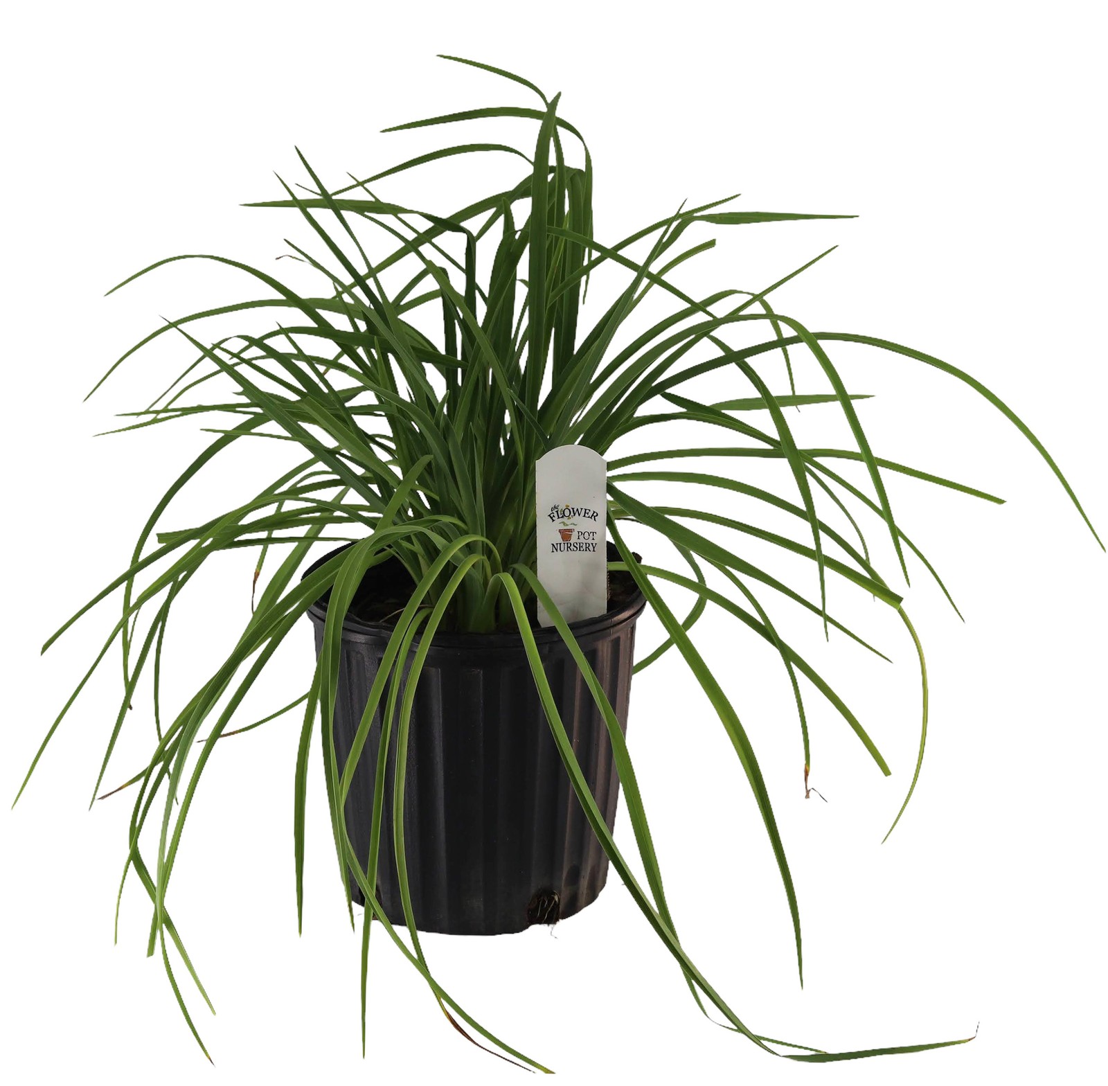 FlowerPotNursery Assorted Daylily Hemerocallis spp. Assorted Colors 1 Gallon