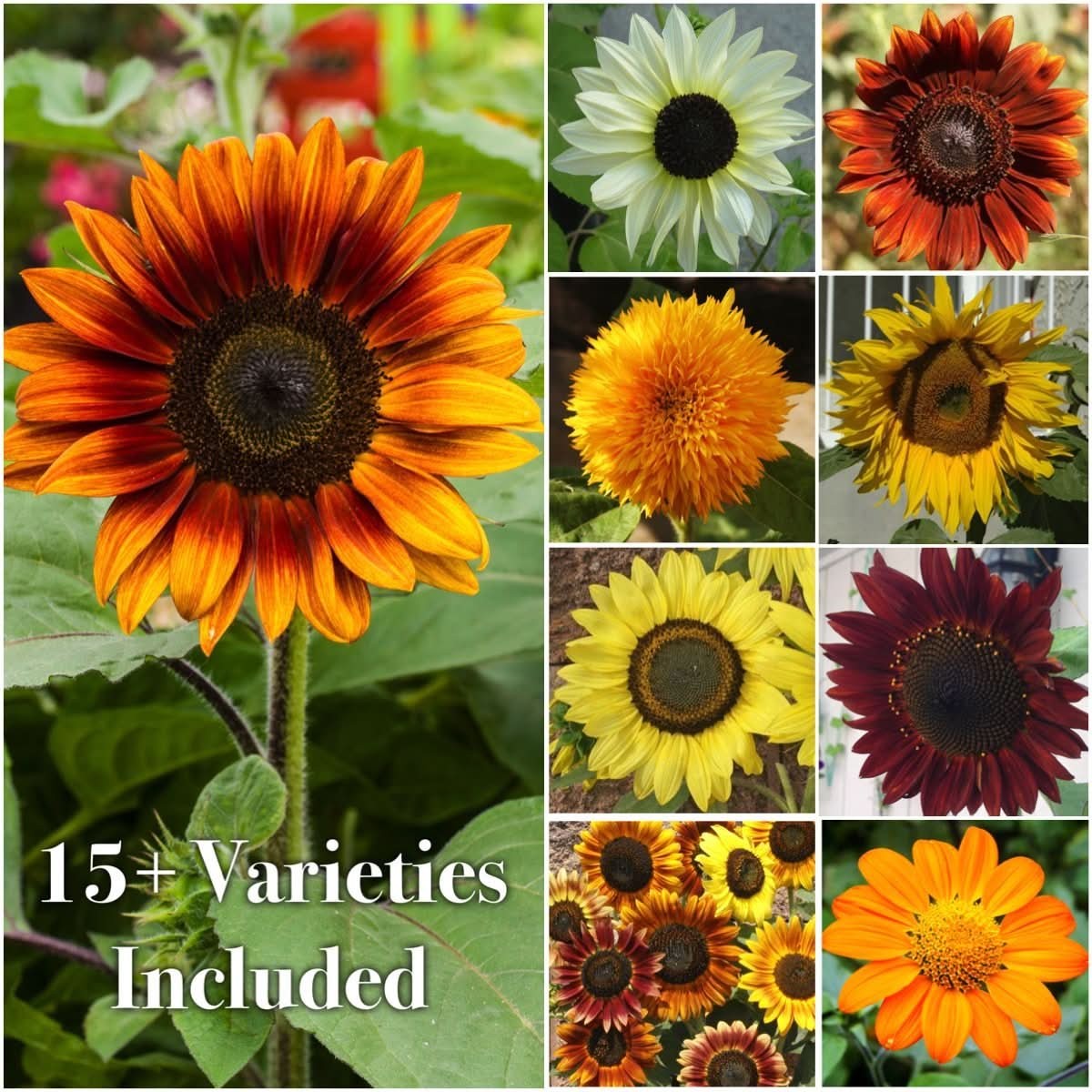 Crazy Mixed Sunflower Seeds For Planting (Helianthus annuus) 15+ Varieties