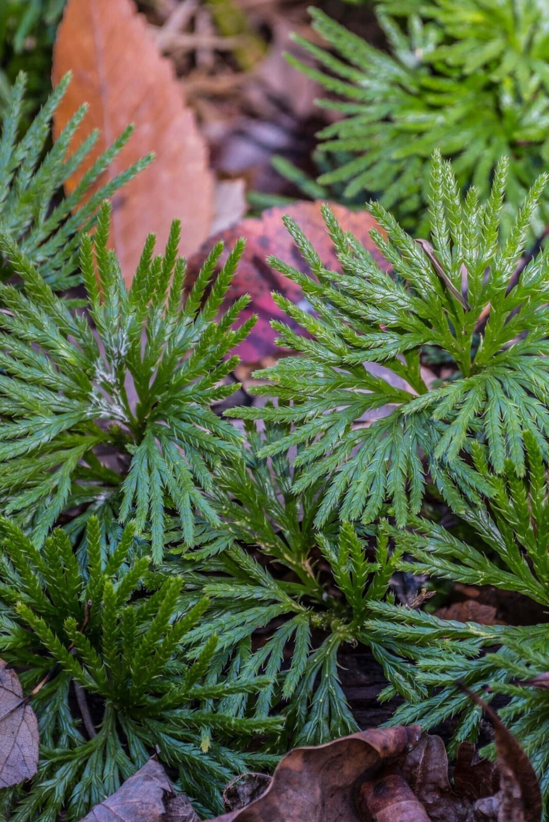 Running Cedar – Juniperus Horizontalis Perennial Bare Root Live Garden Plant