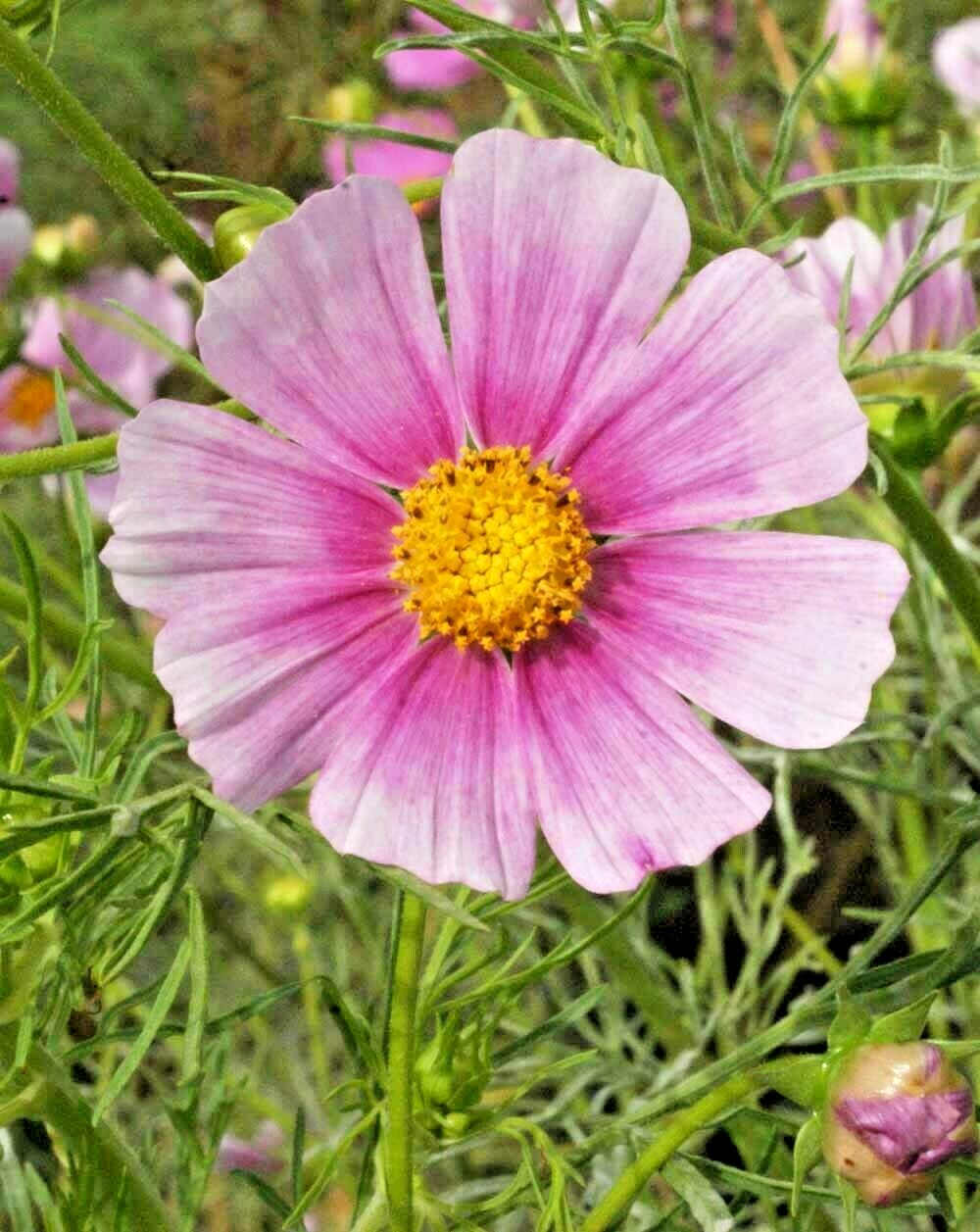300+COSMOS DAYDREAM Seeds Wildflower Heat Drought Poor Soils Pollinators Easy