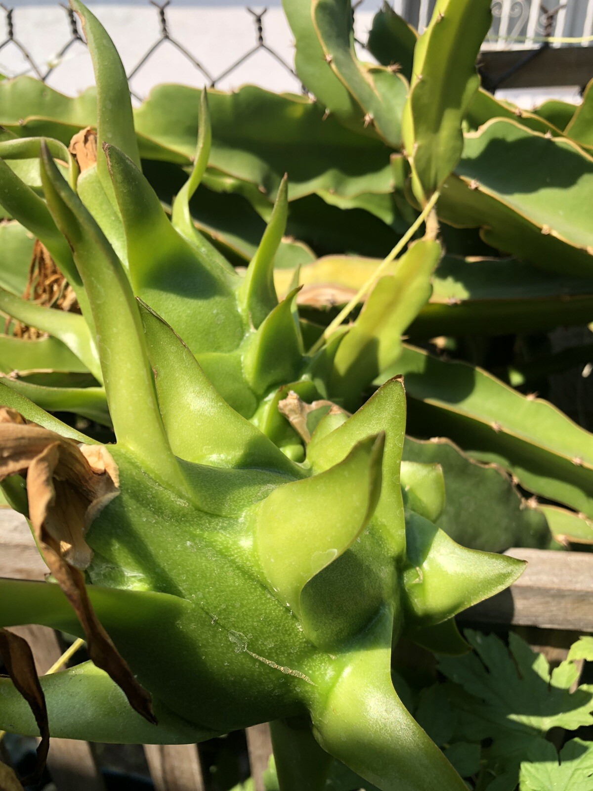 3 White Flesh Dragon Fruit Fresh Cutting Pitaya Succulent Cactus 10”-12”No Root