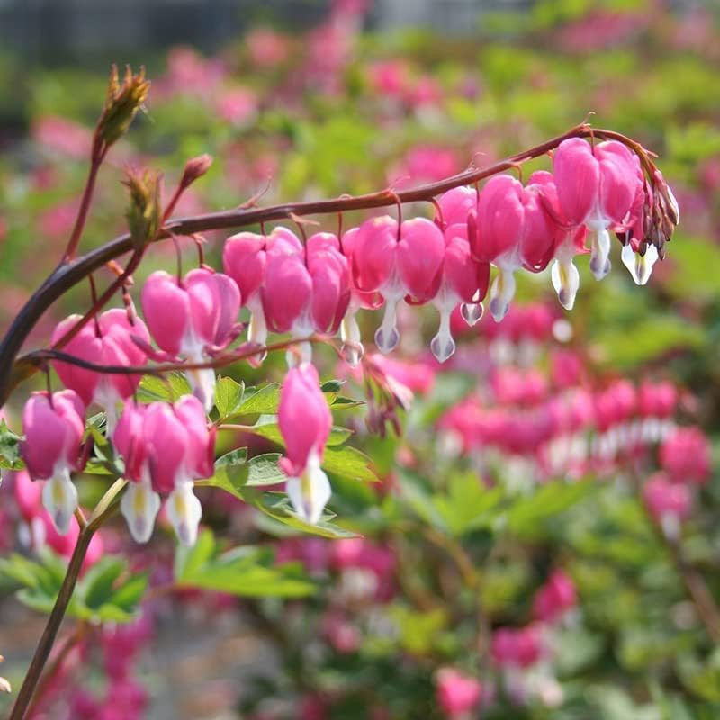 Dicentra Spectabilis Seeds for Planting – 100 Bleeding Heart Seeds Shade Flower