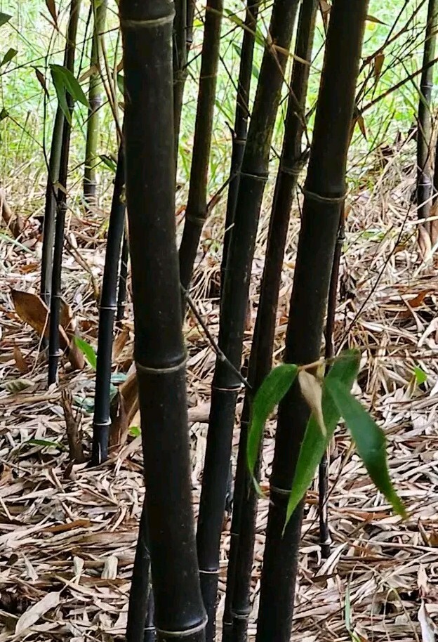 Black Bamboo Phyllostachys Nigra Live Bare Root Plant (3) Fresh Rhizomes