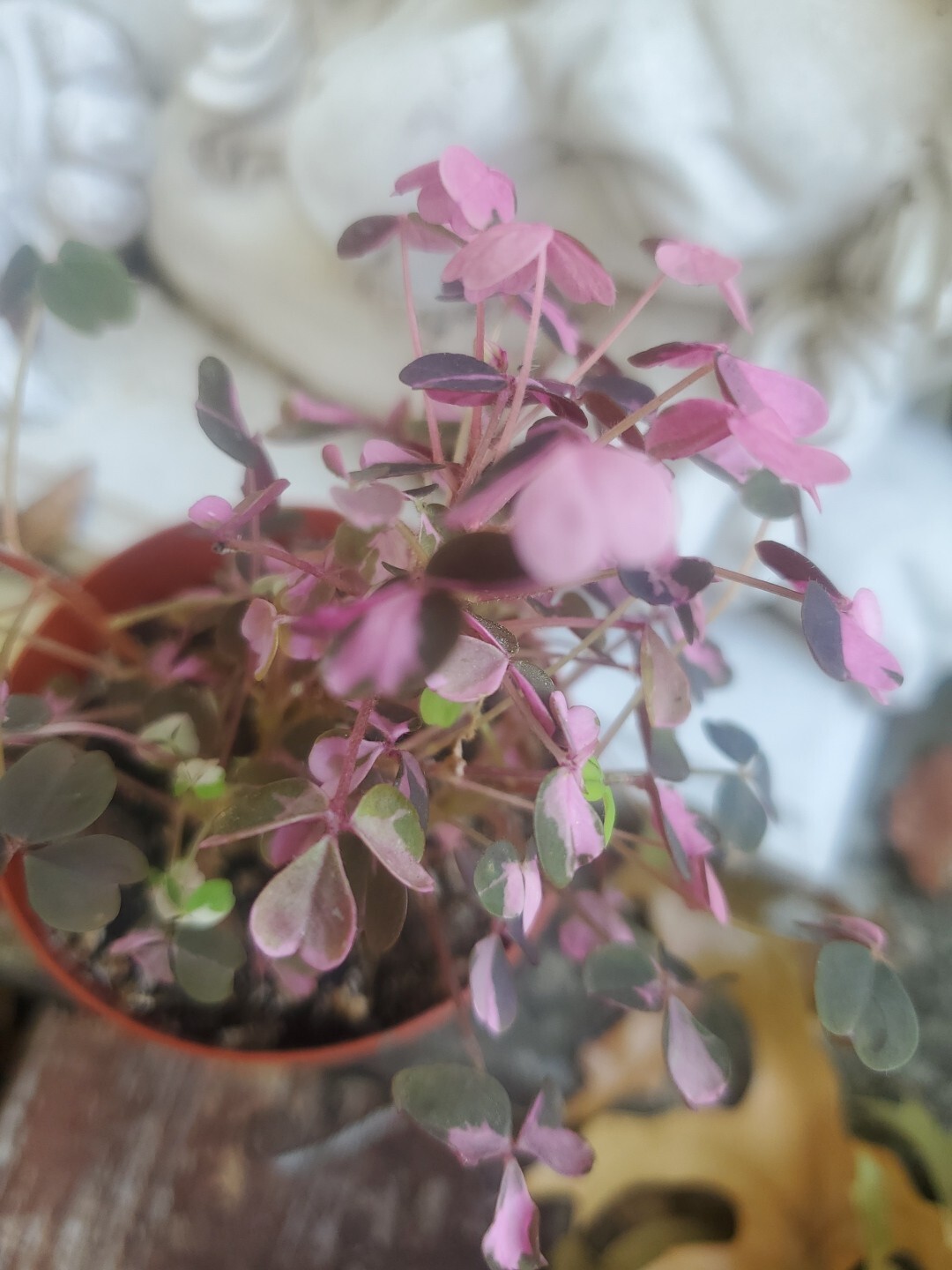 Oxalis Vulxanicola “Lucky” Red Pink Green PURPLE Tricolor In 3″ Pot Live Mini