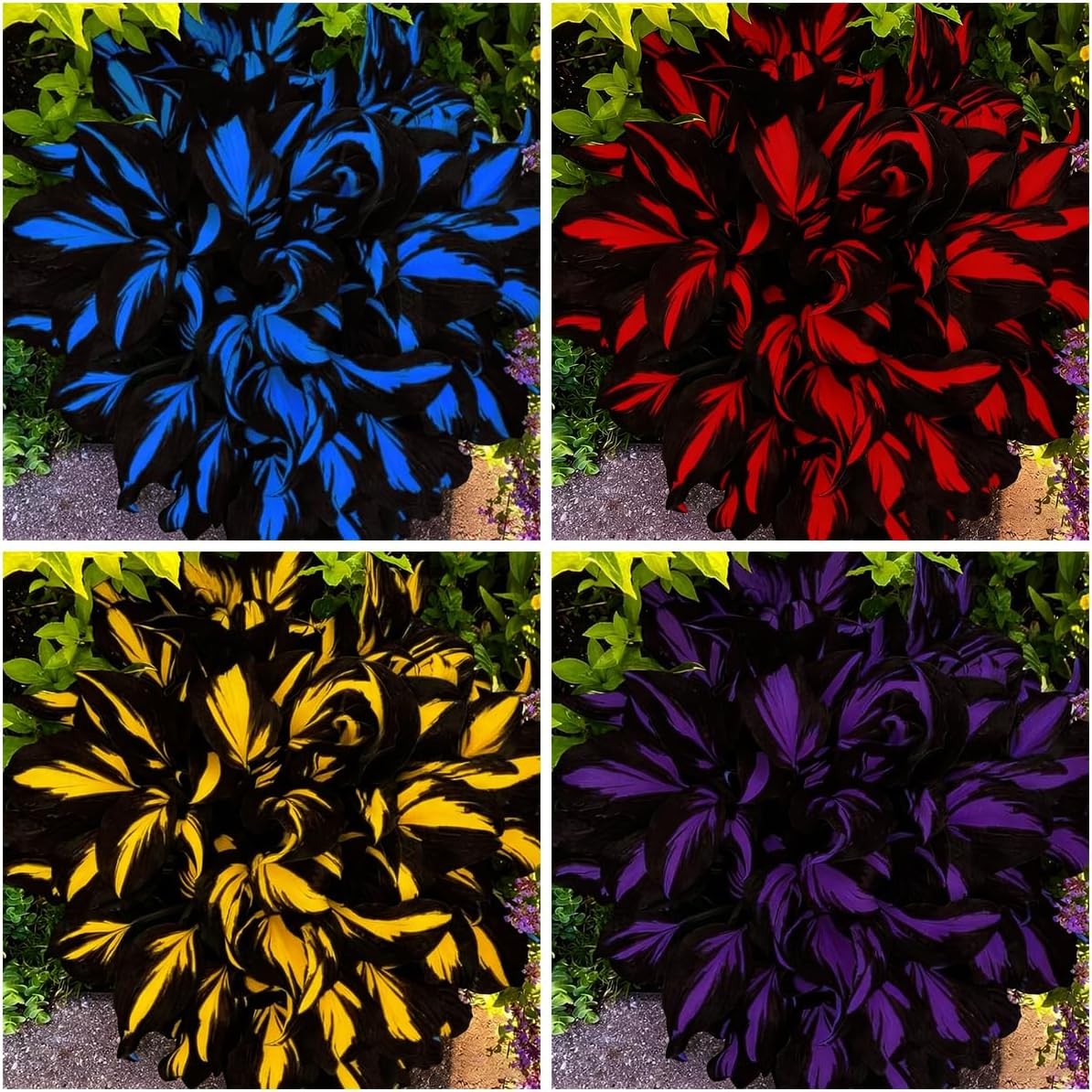 Mixed Hosta Seeds Collection(300+ Seeds),Variegated & Blue Foliage Shade Plants,