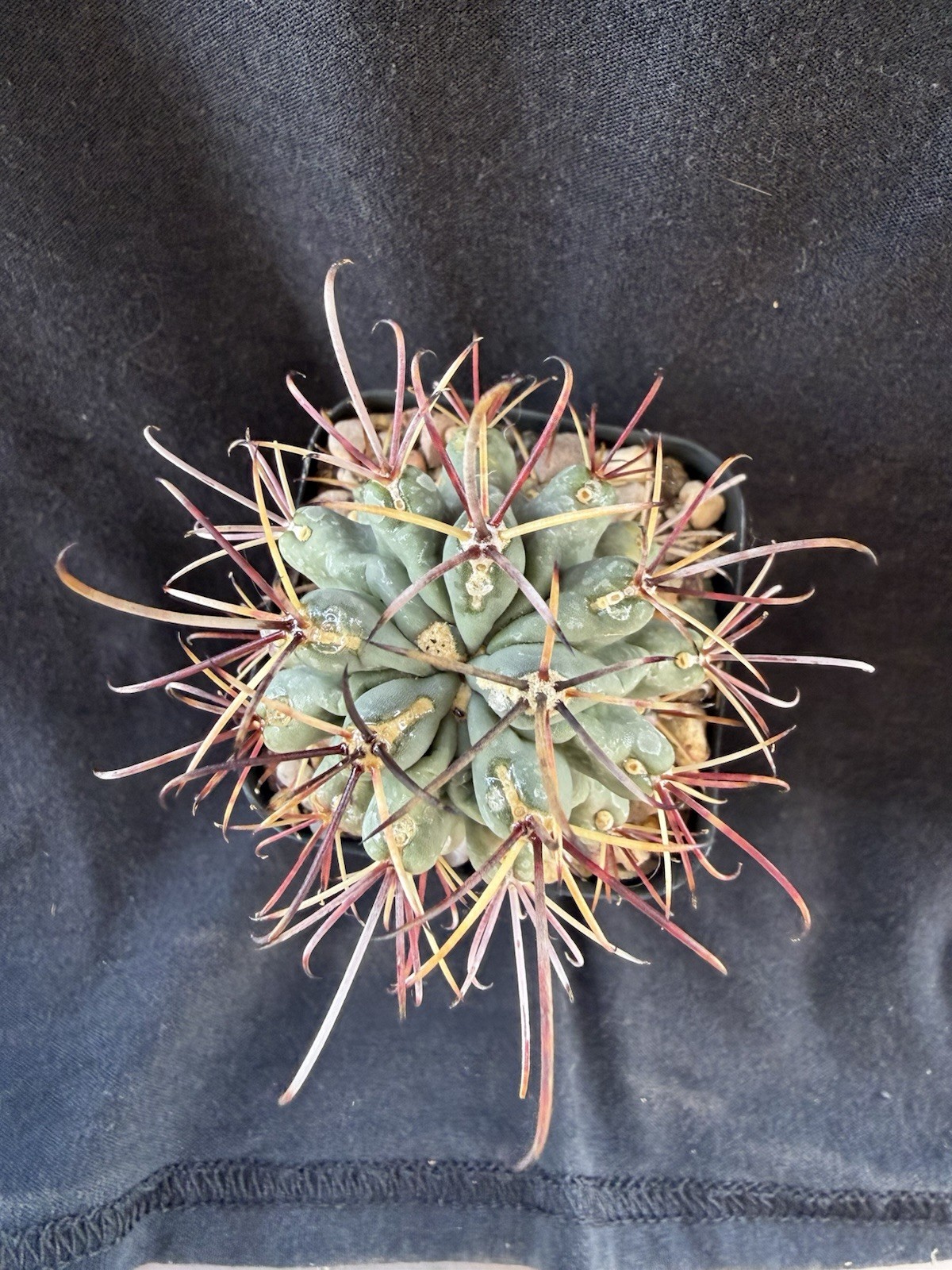 Glandulicactus uncinatus, Uncommon In The Trade