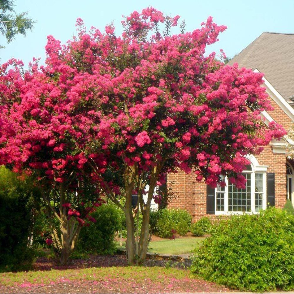 Tuscarora Crape Myrtle: Vibrant Watermelon Red Blooms and Exceptional Hardiness