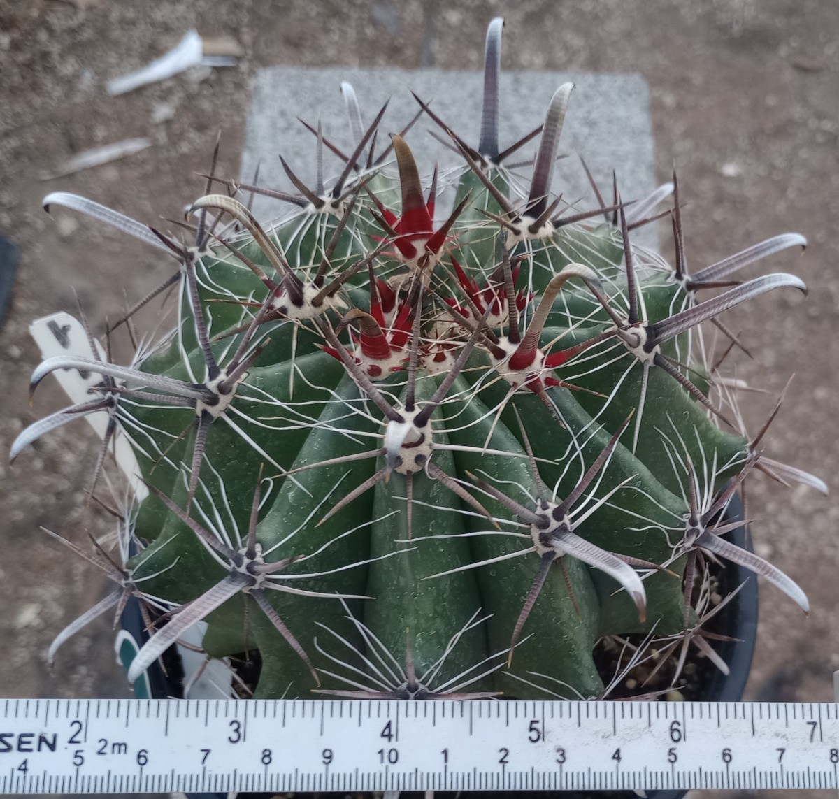 Ferocactus herrerae Super Spiral Barrel Cactus Gets Big 177