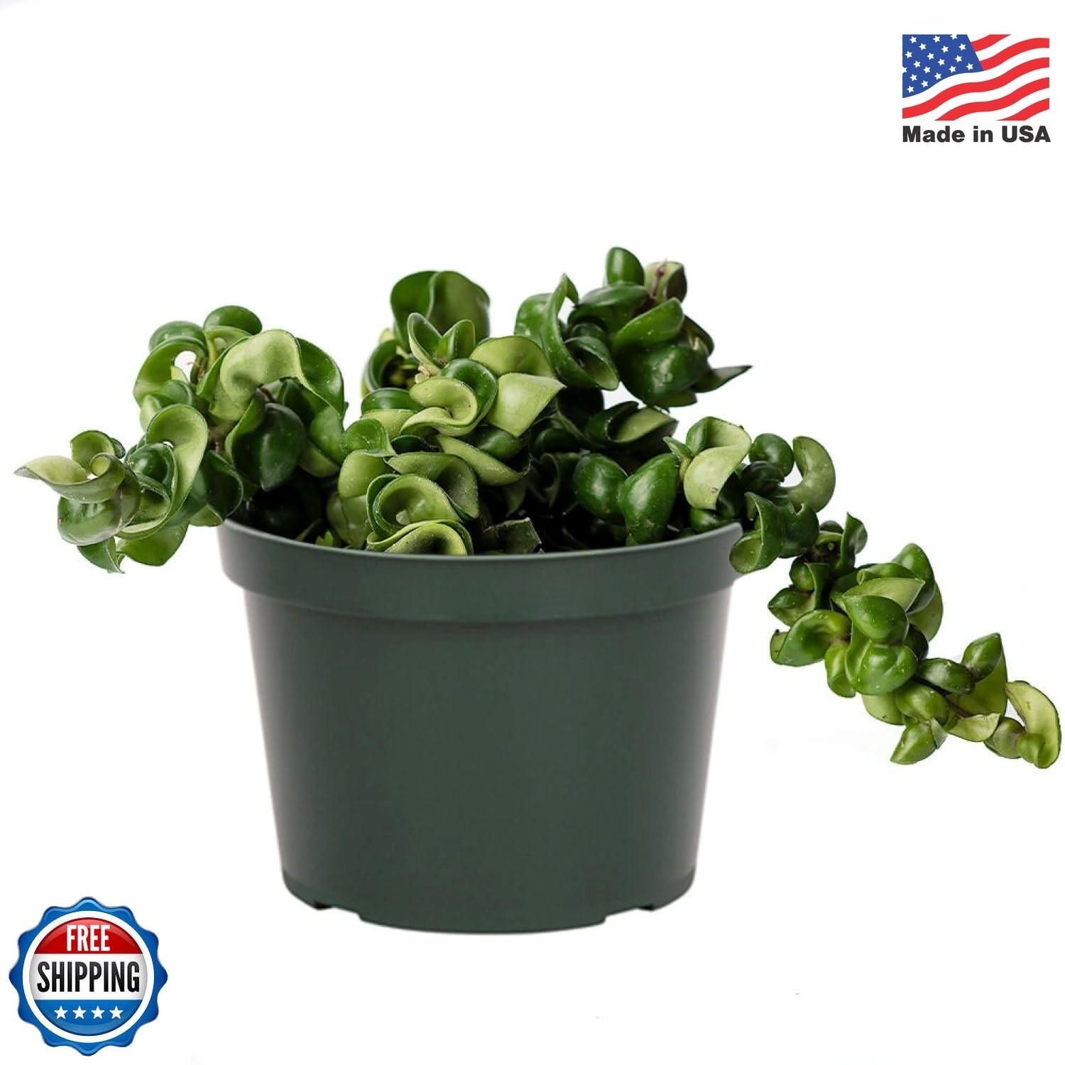 American Plant Exchange Hoya Compacta Hindu Rope, 6-Inch Pot, Live Flowering Wax