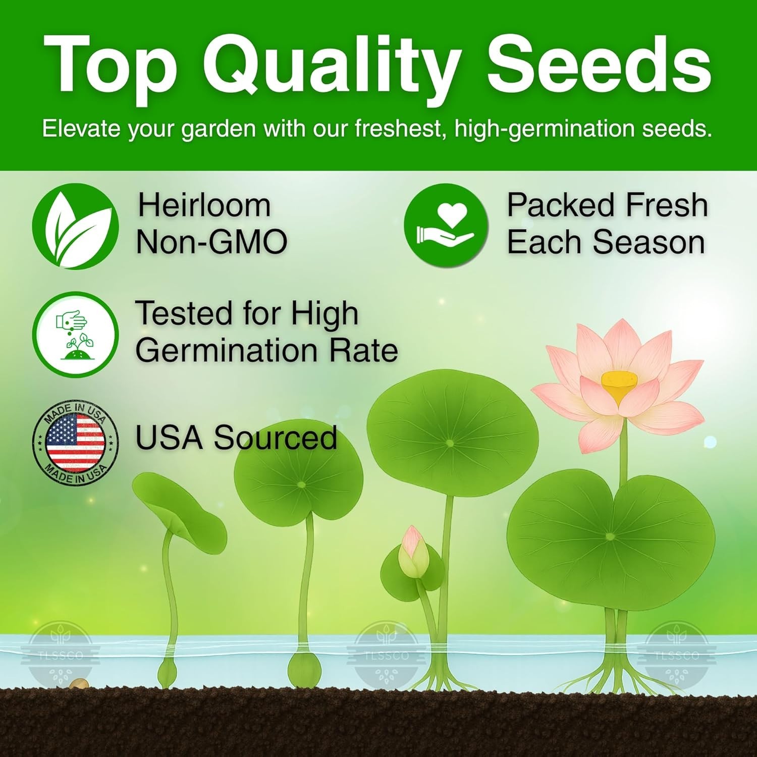 15 Lotus Seeds for Indoor Bonsai & Outdoor Ponds – High Germination Rate