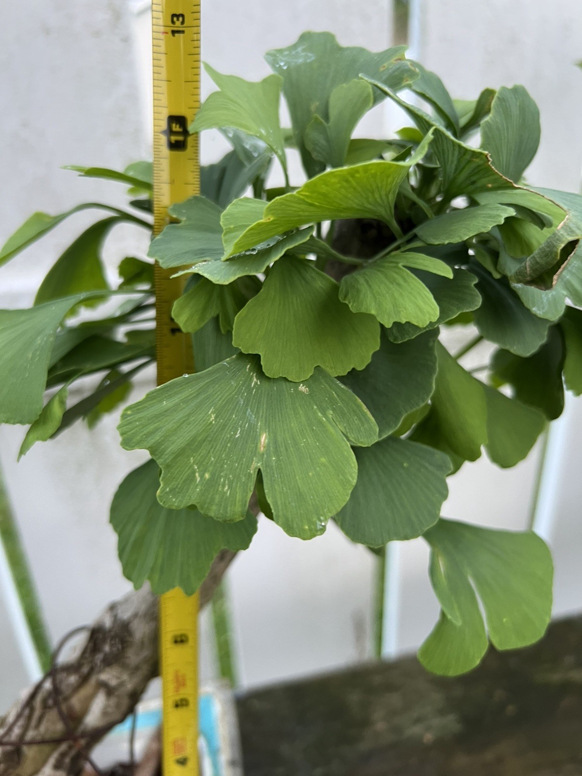Old Ginkgo Biloba Bonsai Tree 。 13 Years Old。 really Nice Movement And Base