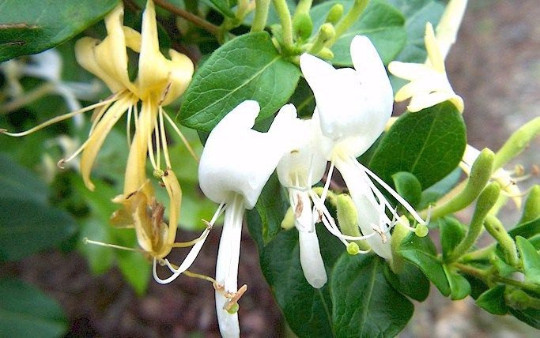 4 LIVE PLANTS HALL’S HONEYSUCKLE VINES WHITE YELLOW FLOWERS Japanese Lonicera