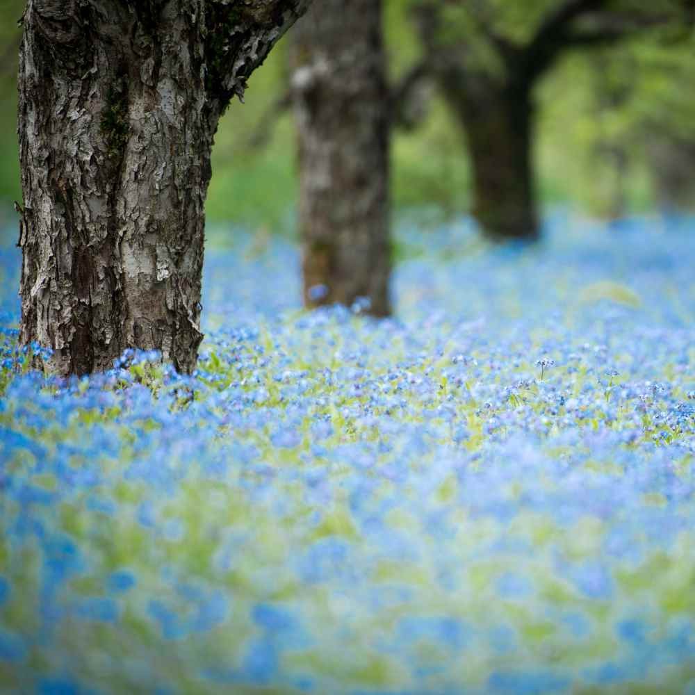 1 LB Sky Blue Forget Me Not Seed For Planting – Myosotis Sylvatica Ground