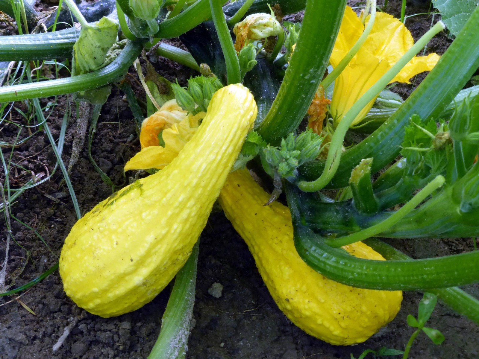 Yellow Crookneck Summer Squash Seeds, NON-GMO, Variety Sizes Sold, FREE SHIPPING