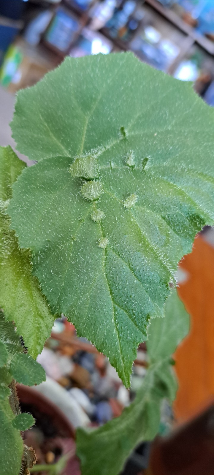 Straight Out Of The Propbox Mystery House Plant Bundle- 6 Plants
