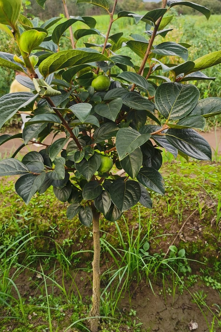 100 Pcs Japanese Persimmon Tree Seeds, Fuyu Persimmon Fruit Seed for Planting