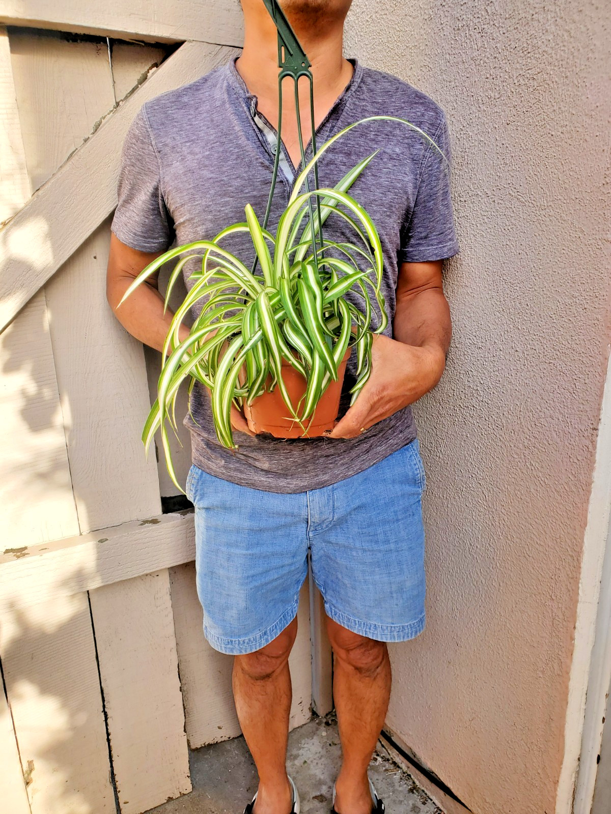 Variegated Spider Plant Chlorophytum comosum