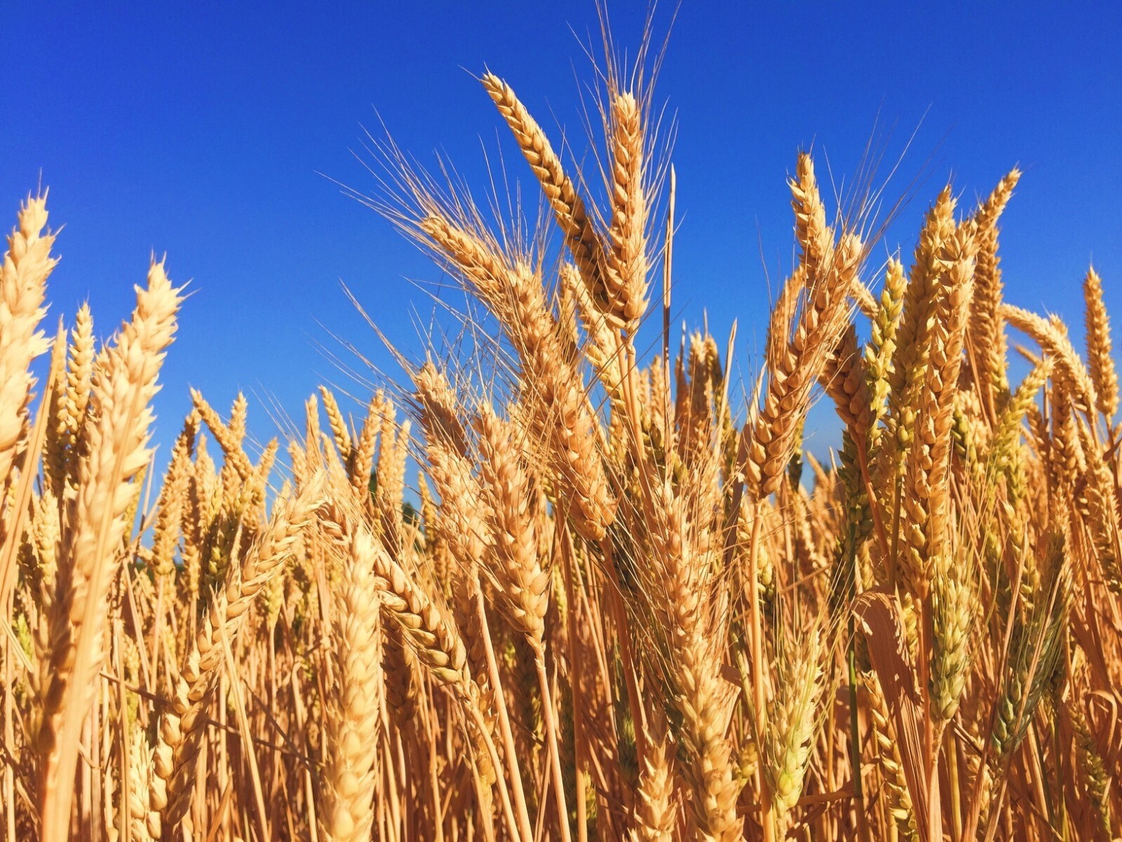 Hard Red Winter Wheat Seeds NON-GMO for planting sprouting fodder storage