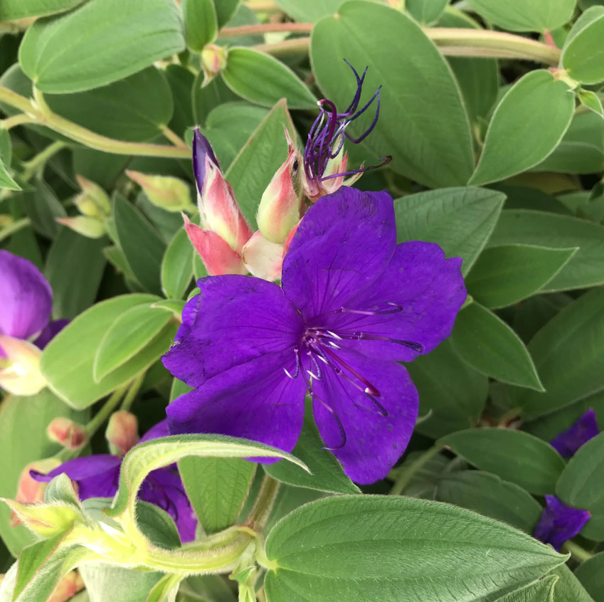 Tibouchina Plant – 1-2ft Tall – 3Gal Pot – Purple Princess Flower – No Ship CA