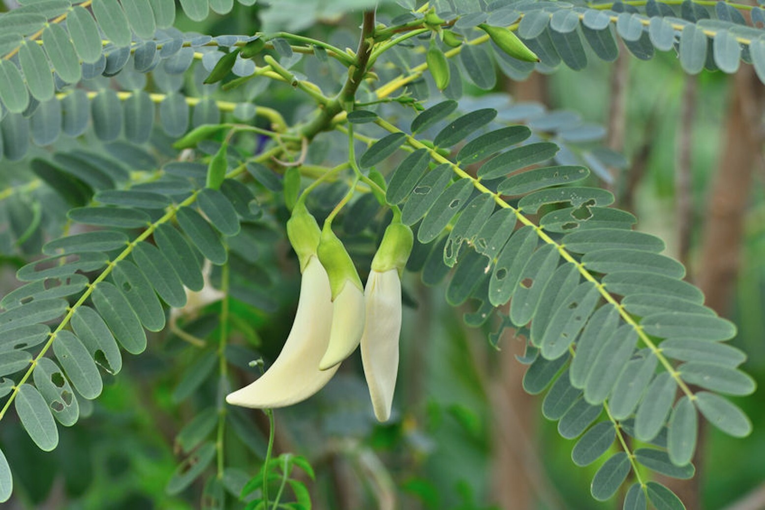 10 Seeds -Sesbania grandiflora – White flower Hummingbird Tree- See Description