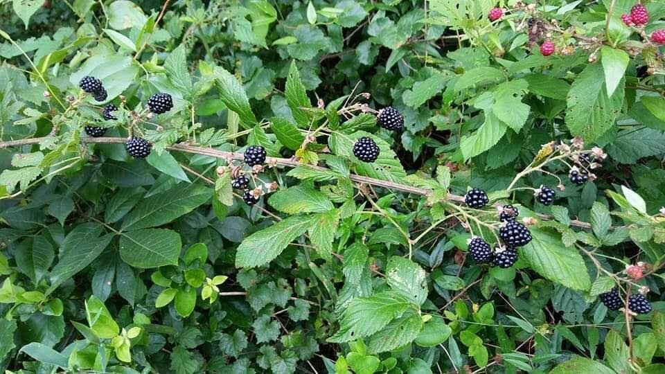 3 Wild Blackberry Bush Edible Berries Fruit, uncultivated, Rubus Fruiticosus