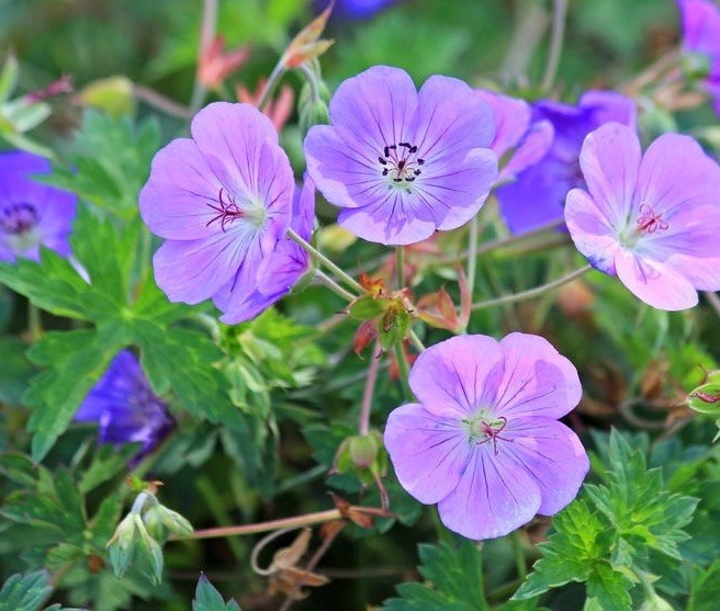 Geranium Cranesbill Bare Root Wildflower 20 M-XL Size Mature Roots