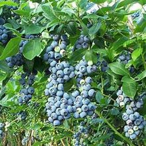 Biloxi Southern Highbush Blueberry – 1 TC plant/plug -6-10 in – Edible Fruit!!!