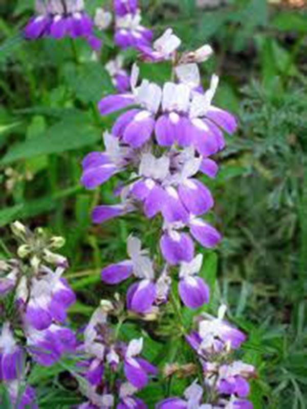 CHINESE HOUSES, UNIQUE DELICATE FLOWERS, 25+ SEEDS BEAUTIFUL BLOOMS